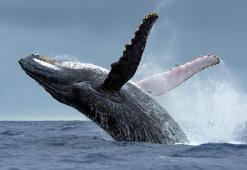 Bir haftada 6 gri balina ölü bulundu