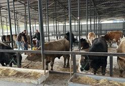 1,2 tonluk boğa, 350 bin liraya alıcı buldu