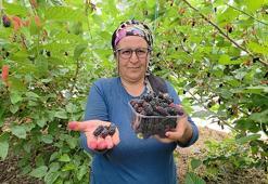 Silifke'nin karadutu Orta Doğu'yu tatlandırıyor