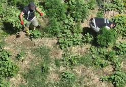 Dronla tespit edilen 1220 kök kenevir imha edildi