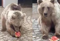 Akşam karpuz verdikleri bozayı sabah geri geldi