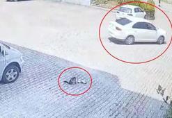 Otomobilin altında kalan yavru kedi öldü, annesi başından ayrılmadı