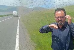 Çıldır Gölü çevresinde 'yeşil sinek' istilası