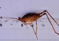 Diyarbakır’da bulunan yeni çekirge türüne ‘Troglophilus diclensis’ ismi verildi