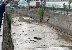 Rize’de derede balık ölümlerine inceleme