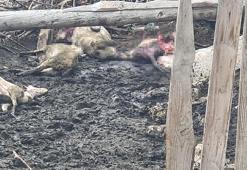 Kütahya’da kurtlar ağıla girip sürüye saldırdı; 25 koyun öldü