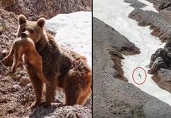 Bozayı yavru dağ keçisini avladı; o anları Bursalı fotoğrafçı görüntüledi
