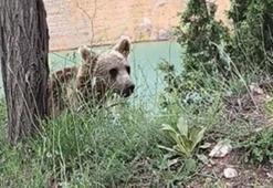 Yiyecek arayan yavru ayı, cep telefonuyla görüntülendi