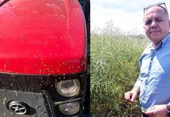 Prof. Dr. Sağlam: Kanola tarlalarında görülen tırtılda salgın yok