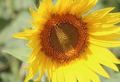 Çukurova'da su krizine karşı ayçiçeği yetiştiriciliği önerisi