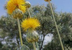 'Tülüşah'ı koparmanın cezası 557 bin TL