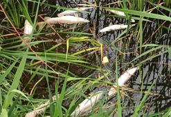 Kayseri'de sulama kanalında toplu balık ölümleri