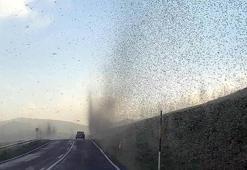 Çıldır Gölü'nde ‘sinek fırtınası