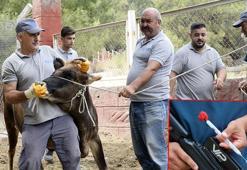 Kurban Bayramı'na özel 'hayvan yakalama ekibi' hazır