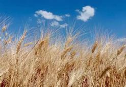 2025 yılı hububat alım fiyatları belli oldu