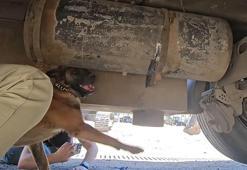 TIR'a gizlenmiş 30 kilogram uyuşturucuyu 'Hector' buldu