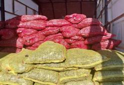 Sakarya'da 3 milyon TL değerinde kaçak midye ele geçirildi