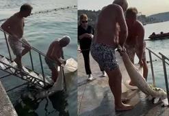 Ölü yunus Bebek sahilinde karaya vurdu; çöp konteynerine atıldı