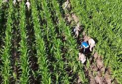 Mısır tarlasında 41 bin kök skunk ele geçirildi: 2 gözaltı