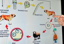 Kurbanlıklar için kist uyarısı; çöpe atılmamalı, kedi, köpek gibi hayvanlara yedirilmemeli