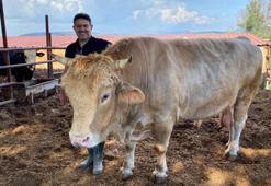 Çanakkale'de 1,5 tonluk 'Paşa', alıcısını bekliyor