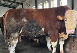 Bingöl’de 1,3 tonluk ‘Şampiyon’, alıcısını bekliyor