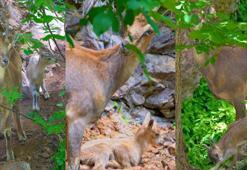 Anne ve yavru dağ keçisi doğada böyle görüntülendi