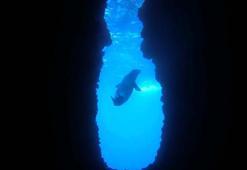 Nesli tehlike altındaki Akdeniz foku Kuşadası'nda görüntülendi