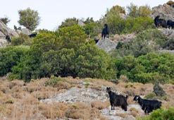 Datça'da 'mavi dil hastalığı' karantinası kaldırıldı
