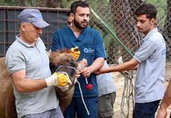 Sokakta kurban kesip, atıklarını gömene 23 bin 532 lira ceza