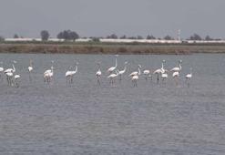 Flamingo ve kaplumbağaların yaşam alanı olan koruma altındaki lagünlerde plastik tehdidi