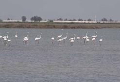 Flamingo ve kaplumbağaların yaşam alanı olan koruma altındaki lagünlerde plastik tehdidi