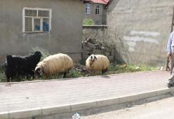 Hakkari'nin 3 ilçesinde bayram öncesi şap karantinası: Hayvan pazarları kapatıldı