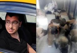 Sahiplendiği köpekleri öldürdüğü iddiasıyla tutuklanan doktora 17,5 yıla kadar hapis istemi