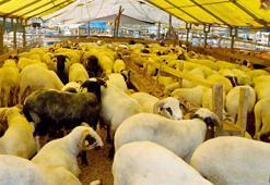 Bahçelievler Belediyesi: Hayvanların büyük çoğunluğu satıldı