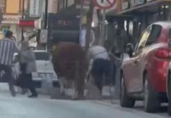 Ümraniye'de kurbanlık boğa pazardan kaçtı; bir başka boğa ise otoyolda kamyonetten düştü