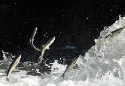 Bayramda 7/24 inci kefali denetimi