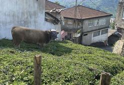 Yurttan 'Kurban Bayramı' Manzaraları