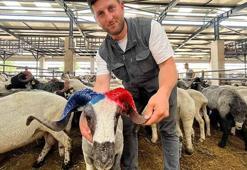 Bordo-mavi boynuzlu koçlar kurban pazarının gözdesi oldu