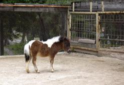 Yaşam parkında ramazanda doğan 'Şeker, bu bayram ziyaretçilerini bekliyor