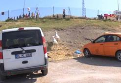 Ankara'da kurban kesim alanlarında yoğunluk