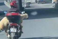 Başakşehir'de kaçan kurbanlık sahibini peşinden koşturdu