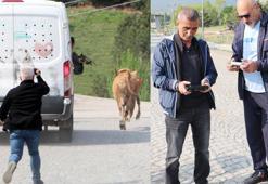 Kaçan kurbanlığı dronlarla aradılar