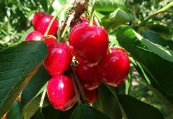 Çay bardağına sığmayan 'Lapseki devi' kirazda hasat zamanı