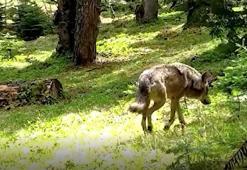 Nesli tehlike altındaki Bozkurt, Bursa’da fotokapana yakalandı