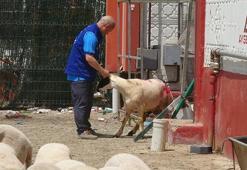 Cumhurbaşkanı Erdoğan'ın bağışladığı kurbanlık 2 koç, Konya'da kesildi