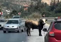 Kaçan kurbanlık boğa kara yoluna çıktı