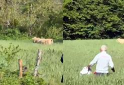 Kaçan kurbanlık boğa ormanda yakalandı