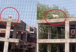 Kaçıp 3 katlı binanın üzerine çıkan koçu, sahibi satmaktan vazgeçti