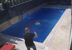 Sahibinden kaçan koçun, bir villanın bahçesindeki havuza girdiği anlar kamerada